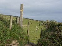 GB, Cornwall, Porthtowan, SW Coastpath, Porthtowan Beach 2, Saxifraga-Foto Fitis-Sytske Dijksen