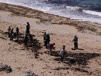 GB, Cornwall, Sithney, Looe 4, Saxifraga-Foto Fitis- Sytske Dijksen