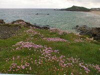 GB, Cornwall, St Ives, SW Coastpath 5, Saxifraga-Foto Fitis-Sytske Dijksen