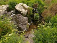 GB, Cornwall, St Ives, SW Coastpath 9, Saxifraga-Foto Fitis-Sytske Dijksen