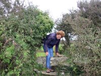 GB, Cornwall, Tintagel 3, Saxifraga-Foto Fitis-Sytske Dijksen