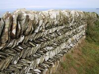 GB, Cornwall, Tintagel, SW Coastpath, Boscastle 1, Saxifraga-Foto Fitis-Sytske Dijksen