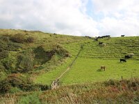 GB, Cornwall, Tintagel, SW Coastpath, Boscastle 3, Saxifraga-Foto Fitis-Sytske Dijksen