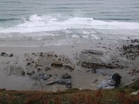 GB, Cornwall, Tintagel, Tregardock 2, Saxifraga-Foto Fitis- Sytske Dijksen