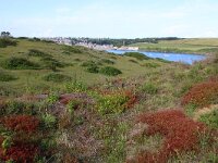 GB, Cornwall, Wadebridge, SW Coastpath, Rock 1, Saxifraga-Foto Fitis-Sytske Dijksen