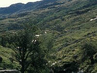 GB, Cumbria, Keswick, Allen Craggs 2, Saxifraga-Jan van der Straaten