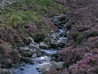 GB, Cumbria, Keswick, Dock Tarn 2, Saxifraga-Jan van der Straaten