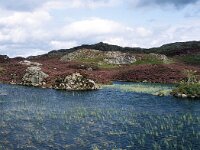 GB, Cumbria, Keswick, Dock Tarn 3, Saxifraga-Jan van der Straaten