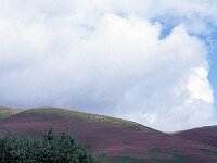 GB, Cumbria, Keswick, Skiddaw 1, Saxifraga-Jan van der Straaten