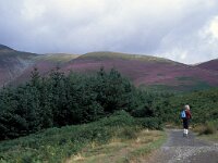 GB, Cumbria, Keswick, Skiddaw 7, Saxifraga-Jan van der Straaten