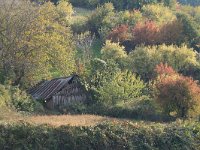 GR, Anatoliki Makedonia kai Thraki, Komotini 51, Saxifraga-Dirk Hilbers