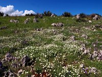 GR, Corfu, Agios Spyridon 2, Saxifraga-Hans Dekker