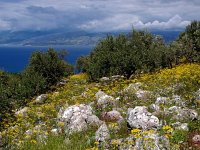 GR, Corfu, Loutses, Paleo Perithia 15, Saxifraga-Hans Dekker