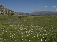 GR, Crete, Lasithi, Lasithi Plain 14, Saxifraga-Willem van Kruijsbergen