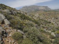 GR, Crete, Rethimnon, Limni 2, Saxifraga-Willem van Kruijsbergen