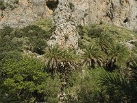GR, Crete, Rethimnon, Limni, Helidomon Gorge 10, Saxifraga-Willem van Kruijsbergen