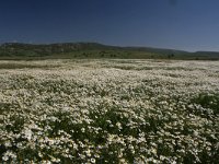 GR, Evros, Alexandroupolis, Evros Delta 55, Saxifraga-Dirk Hilbers