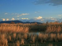 GR, Evros, Alexandroupolis, Evros Delta 9, Saxifraga-Dirk Hilbers