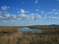 GR, Evros, Alexandroupolis, Evros Delta 24, Saxifraga-Dirk Hilbers