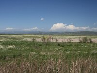 GR, Evros, Alexandroupolis, Evros Delta 79, Saxifraga-Dirk Hilbers