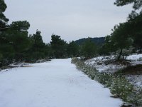 GR, Evros, Soufli, Dadia forest 44, Saxifraga-Dirk Hilbers