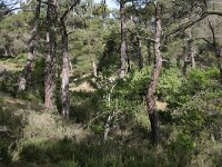 GR, Evros, Soufli, Dadia forest 62, Saxifraga-Dirk Hilbers