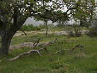 GR, Evros, Soufli, Dadia forest 70, Saxifraga-Dirk Hilbers