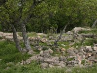 GR, Evros, Soufli, Dadia forest 71, Saxifraga-Dirk Hilbers