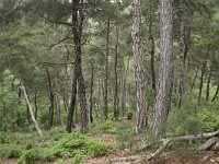 GR, Evros, Soufli, Dadia forest 73, Saxifraga-Dirk Hilbers