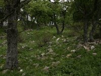 GR, Evros, Soufli, Dadia forest 72, Saxifraga-Dirk Hilbers