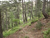 GR, Evros, Soufli, Dadia forest 75, Saxifraga-Dirk Hilbers