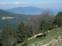 GR, Ioannina, Metsovo, Katara Pass 2, Saxifraga-Jan van der Straaten