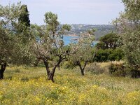 GR, Ionia Nisia, Kefalonia 2, Saxifraga-Foto Fitis-Sytske Dijksen