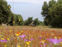 GR, Ionia Nisia, Kefalonia 4, Saxifraga-Foto Fitis-Sytske Dijksen