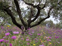 GR, Ionia Nisia, Kefalonia 5, Saxifraga-Foto Fitis-Sytske Dijksen