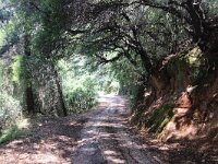 GR, Ionia Nisia, Kefalonia 9, Saxifraga-Foto Fitis-Sytske Dijksen