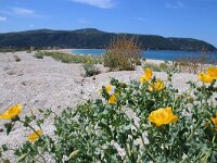 GR, Ionia Nisia, Lefkas 25, Saxifraga-Foto Fitis-Sytske Dijksen