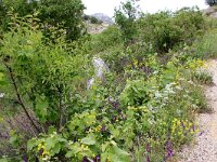 GR, Ionia Nisia, Lefkas, Agios Donatus 2, Saxifraga-Foto Fitis-Sytske Dijksen