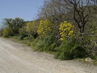 GR, Lassithi, Ierapetra, Vatos 10, Saxifraga-Willem van Kruijsbergen