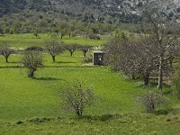 GR, Lassithi, Oropedio Lasithiou, Agios Georgios 12, Saxifraga-Jan van der Straaten