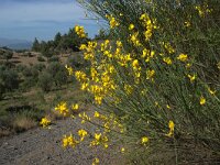 GR, Lesbos, Mytilini, Achladeri woods 2, Saxifraga-Theo Verstrael