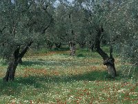 GR, Lesbos, Mytilini, Kerameia 8, Saxifraga-Jan van der Straaten