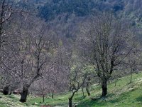 GR, Lesbos, Mytilini, Profitis Ilias 3, Saxifraga-Jan van der Straaten