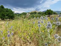 GR, Lesbos, Mytilini, near Molivos, Saxifraga-Tom Heijnen