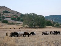 GR, Lesbos, Mytilini, near Petra 1, Saxifraga-Tom Heijnen