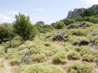 GR, Lesbos, Mytilini, near Petra, Saxifraga-Tom Heijnen