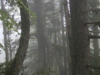 GR, Pieria, Dion-Olympos, Mont Olympos 11, Saxifraga-Dirk Hilbers