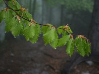 GR, Pieria, Dion-Olympos, Mont Olympos 12, Saxifraga-Dirk Hilbers