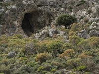 GR, Rethimnon, Agios Vasileios, Kourtaliotiko Gorge 1, Saxifraga-Willem van Kruijsbergen