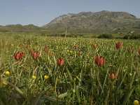 GR, Rethimnon, Agios Vasileios, Spili, Gious-Kambos 11, Saxifraga-Willem van Kruijsbergen